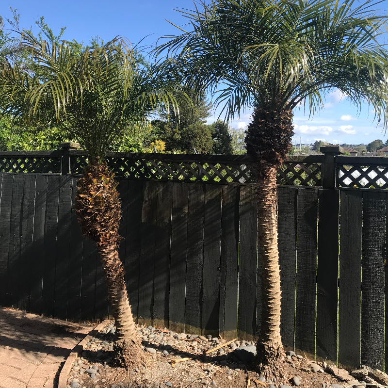 Beautiful Phoenix Palm trees Freestuff