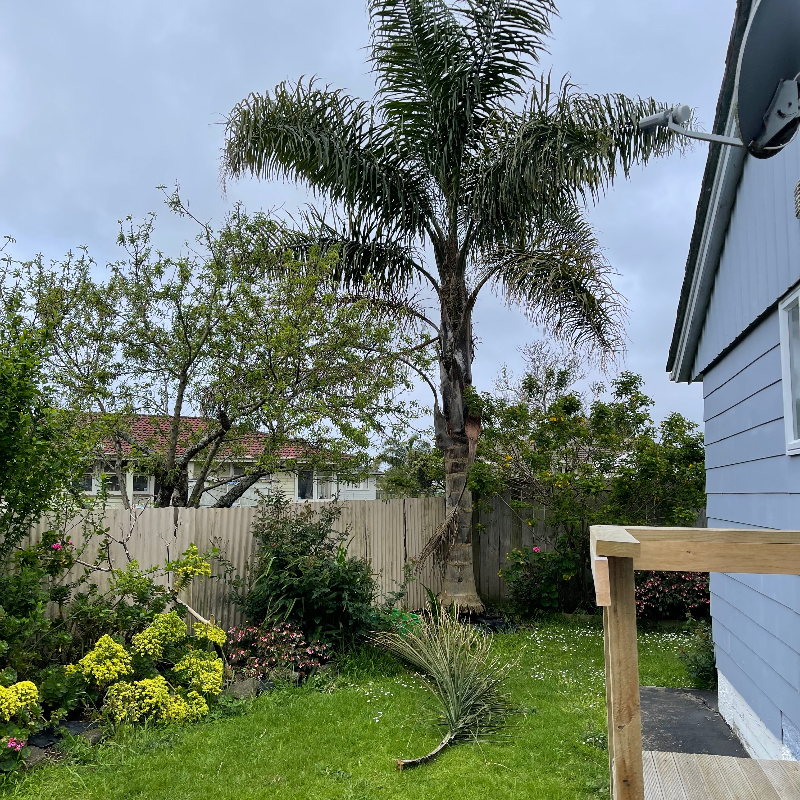 Large Palm Tree Freestuff