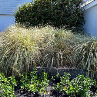 7 Carex ‘Feather Falls’ grasses 
