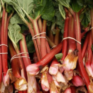 Lots and lots of rhubarb!