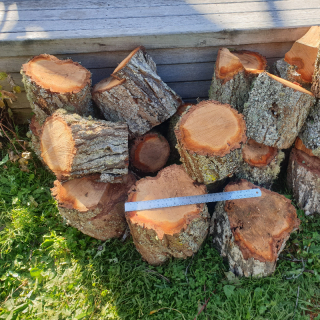 Free plum wood for wood worker/ craftsperson