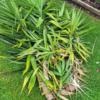 Fresh cut yucca 