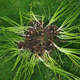 Daffodil bulbs