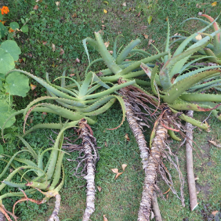 ALOES