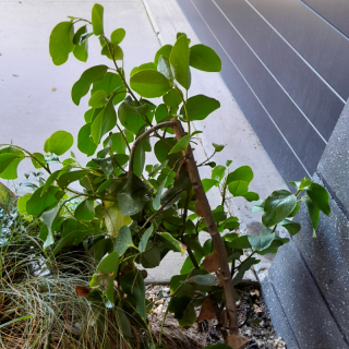 Griselinia Plant