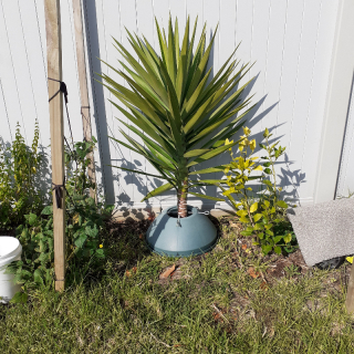 Yucca Palm