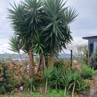 Yucca palms