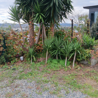 Yucca palms