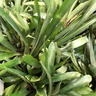 Large Matchstick Bromeliads