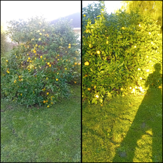 LEMONS