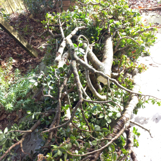 Moneytree branches. 