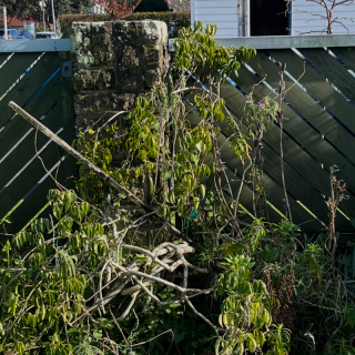 Pandorea plant