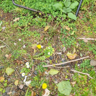 compost bin
