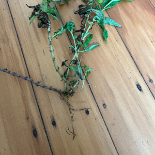 Penstemon small plant with roots 
