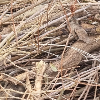 Dry branches from tree