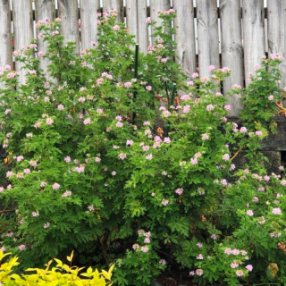 Lemon Geranium - whole plant, not cuttings