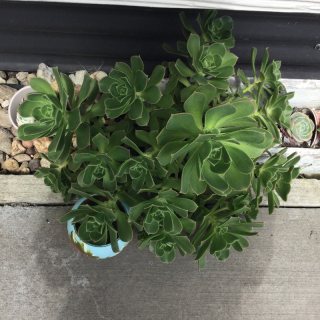 Free succulents and pots
