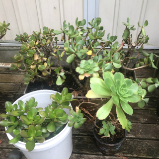 Free Succulent Plants