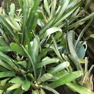 Free Large  large Aechmea Gamosepala Broneliads