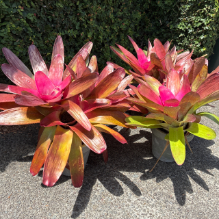 Bromeliad plants 
